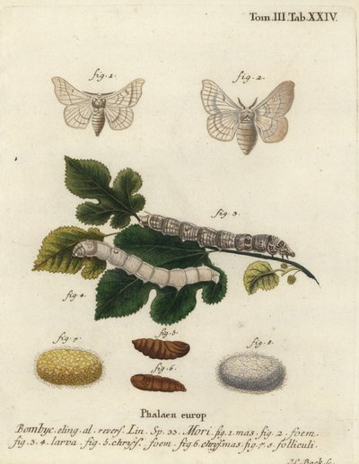 Falena della seta, Bombyx mori da Johann Carl Bock