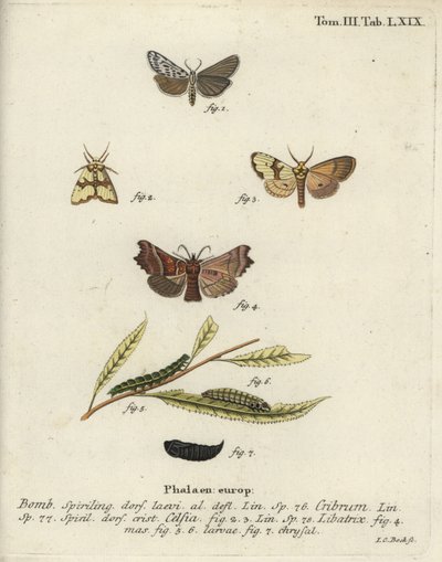 Falena maculata, Staurophora celsia e falena araldo da Johann Carl Bock