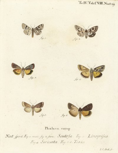 Trifoglio maculato, Schinia scutosa, Epilecta linogrisea, Guernsey sottoala, Polyphaenis sericata, e sottoala di paglia, Thalpophila matura. Incisione a mano colorata su rame di Johann Carl Bock dopo Die Schmetterlinge di Eugenius Johann Christoph Esper da Johann Carl Bock