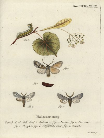 Falena Sprawler, Asteroscopus sphinx da Johann Carl Bock