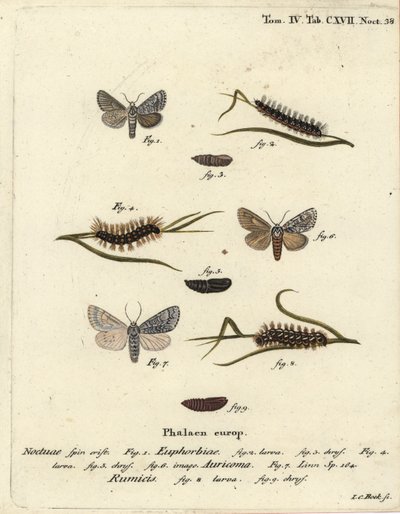 Falena del mirto dolce, Acronicta euphorbiae 1-5, pugnale raro, Acronicta auricoma 6, e falena dell