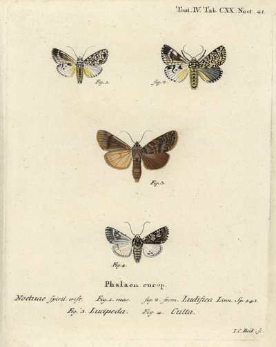 Trichosea ludifica 1,2, Rhyacia lucipeta 3, e Lamprosticta culta 4. Incisione a mano colorata su rame di Johann Carl Bock dopo Die Schmetterlinge in Abbildungen nach der Natur di Eugenius Johann Christoph Esper, Erlangen da Johann Carl Bock