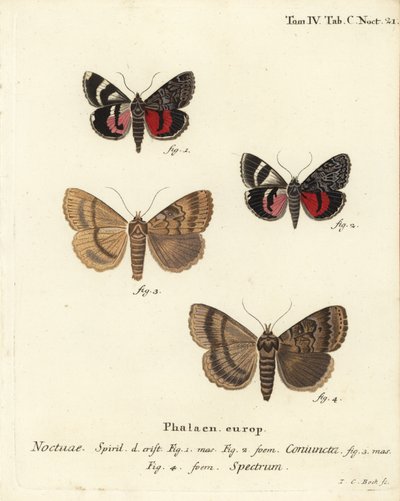 Falena sotto l
