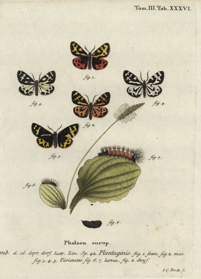 Falena tigre del legno, Parasemia plantaginis da Johann Carl Bock
