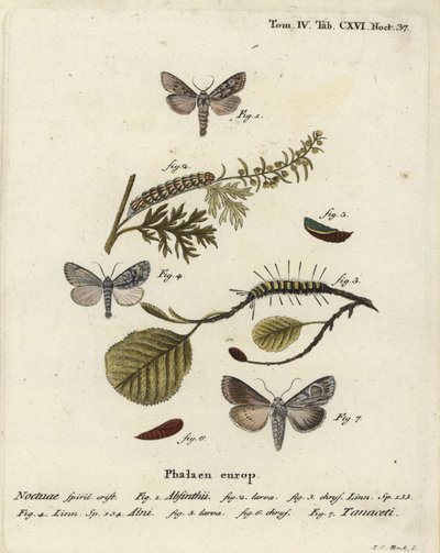 Falena dell