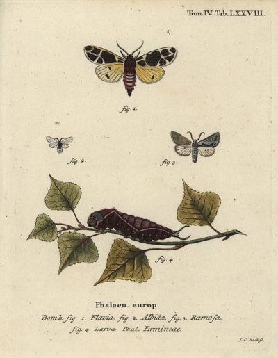 Falena tigre gialla, larva di ermellino bianco, ecc. da Johann Carl Bock