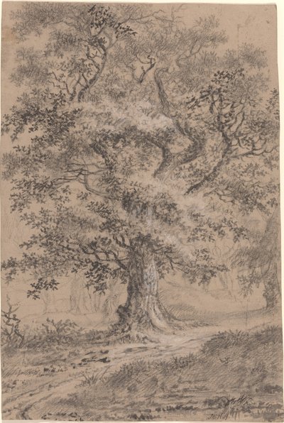 Una Quercia Frondosa su un Sentiero nel Bosco da Johann Caspar Huber