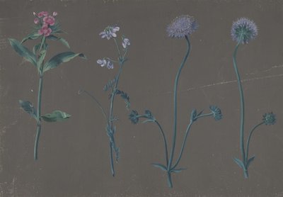 Studio di tre fiori, 1781 da Johann Christian August Birnbaum