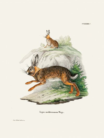 Cape Hare  di Johann Christian Daniel Von Schreber. da Johann Christian Daniel Von Schreber