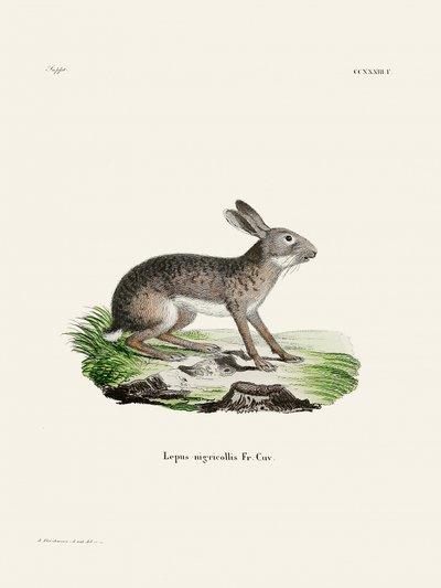 «La lepre indiana» di Johann Christian Daniel von Schreber. da Johann Christian Daniel Von Schreber