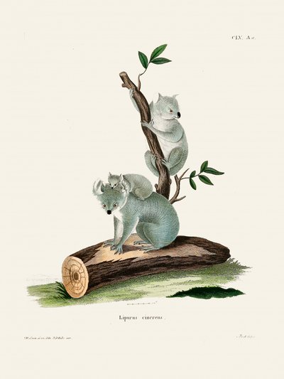 Koala di Johann Andreas Wagener da Johann Christian Daniel Von Schreber