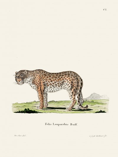 Leopardo di Johann Andreas Wagener da Johann Christian Daniel Von Schreber