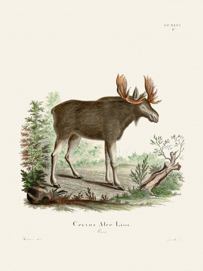 Moose di Johann Christian Daniel von Schreber. da Johann Christian Daniel Von Schreber