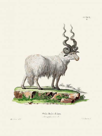 Ovis Aries di Johann Andreas Wagener e Johann Christian Daniel Von Schreber. da Johann Christian Daniel Von Schreber