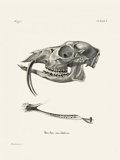 Il cervo muschiato siberiano, di Johann Andreas Wagener e Johann Christian Daniel Von Schreber. da Johann Christian Daniel Von Schreber