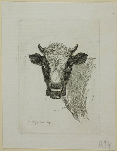 Testa di un giovane toro, da Die Zweite Thierfolge da Johann Christian Reinhart