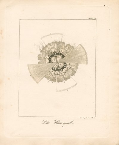  da Johann Christoph Bock