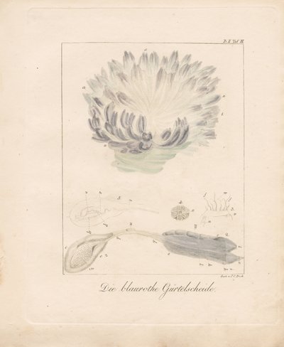  da Johann Christoph Bock