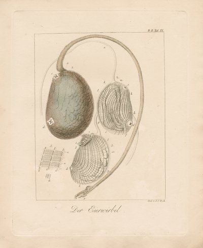  da Johann Christoph Bock