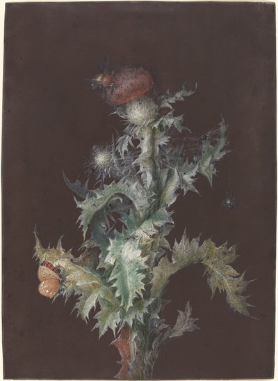 Cardo con insetti da Johann Christoph Dietzsch