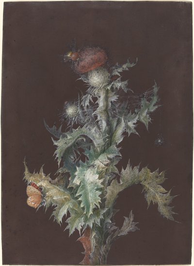 Cardo con insetti, ca. 1755 da Johann Christoph Dietzsch