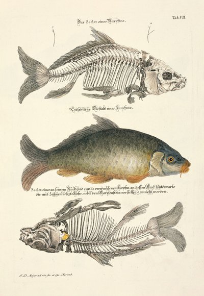  da Johann Daniel Meyer