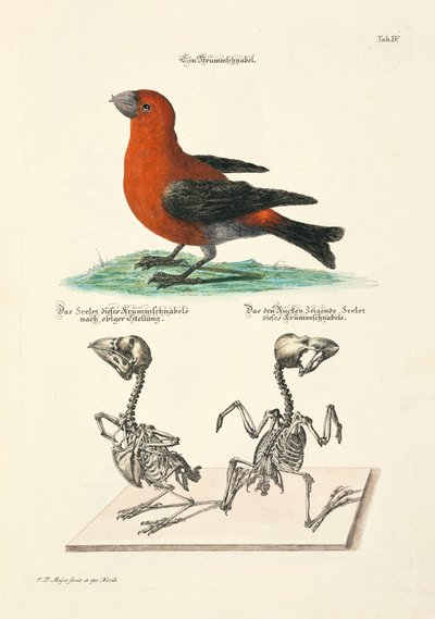  da Johann Daniel Meyer