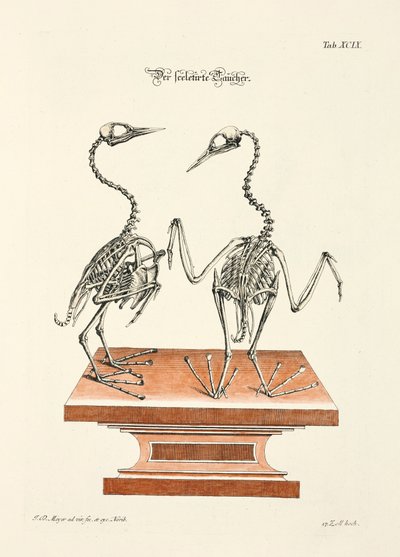  da Johann Daniel Meyer