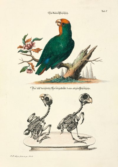  da Johann Daniel Meyer