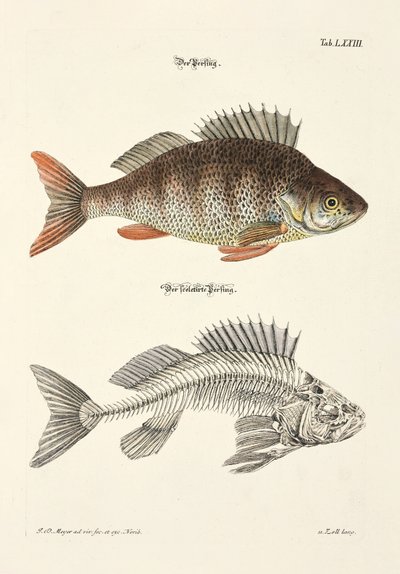  da Johann Daniel Meyer