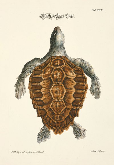  da Johann Daniel Meyer