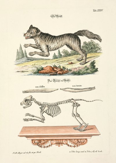  da Johann Daniel Meyer