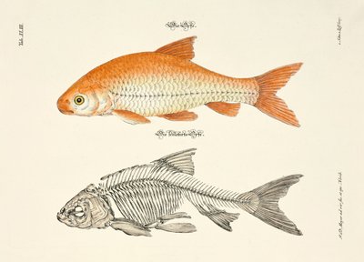  da Johann Daniel Meyer