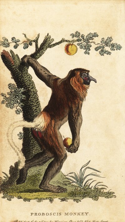 Scimmia dal naso lungo, Nasalis larvatus. In pericolo da Johann Eberhard Ihle