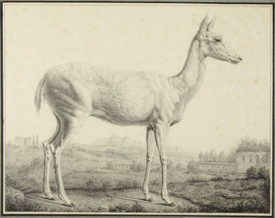  da Johann Elias Ridinger