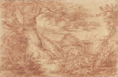 Piante e erbe vicino a tronchi di salici vecchi da Johann Elias Ridinger