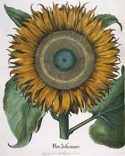 Flos Solis Maior da Johann Ernst Rentsch