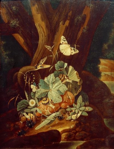 Insetti, lumache e serpente da Johann Falch
