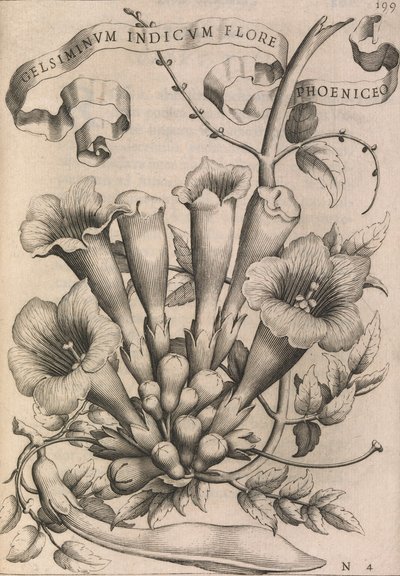 Gelsomino Indiano con Fiore Rosso da Johann Friedrich Greuter