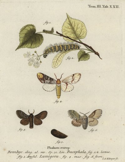 Falena Buff-tip, Phalera bucephala, e Cosmotriche lobulina da Johann Georg Klinger