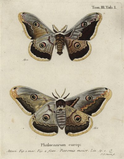 Falena imperatore, Saturnia pavonia da Johann Georg Klinger