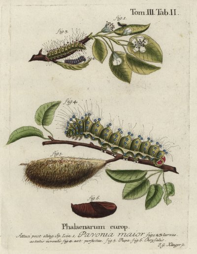 Falena imperatore, Saturnia pavonia, larva, pupa, crisalide da Johann Georg Klinger