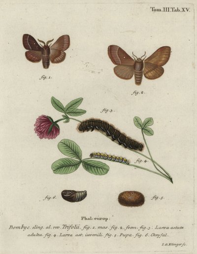 Falena dell