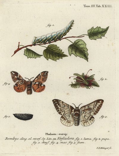 Endromis versicolora da Johann Georg Klinger