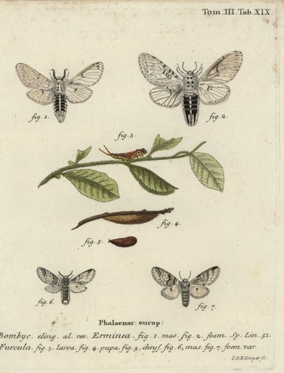 Falena minore del gatto, Cerura erminea da Johann Georg Klinger