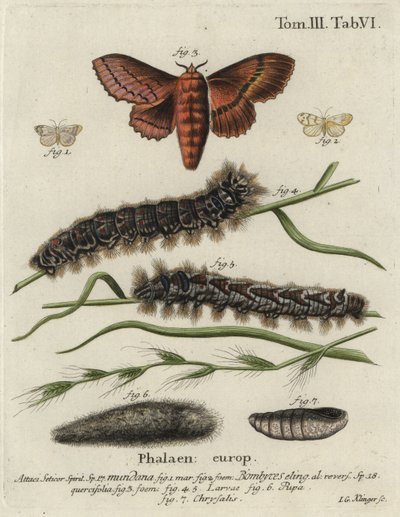 Falena del muslin footman e falena dell