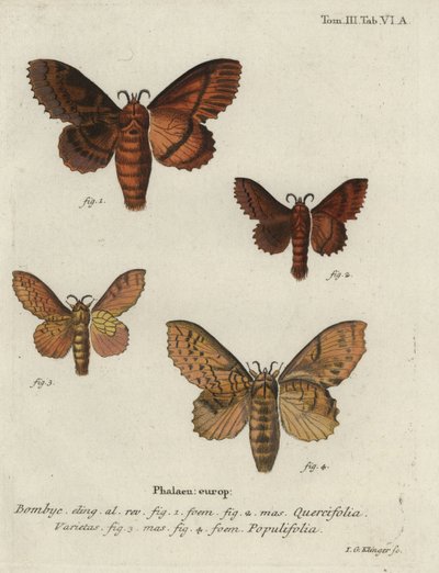 Falene Oak eggar e poplar lappet da Johann Georg Klinger