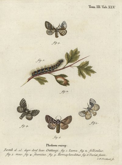 Falena della quercia pallida, Trichiura crataegi da Johann Georg Klinger