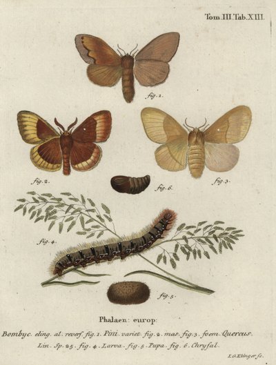 Falena del pino e falena della quercia da Johann Georg Klinger