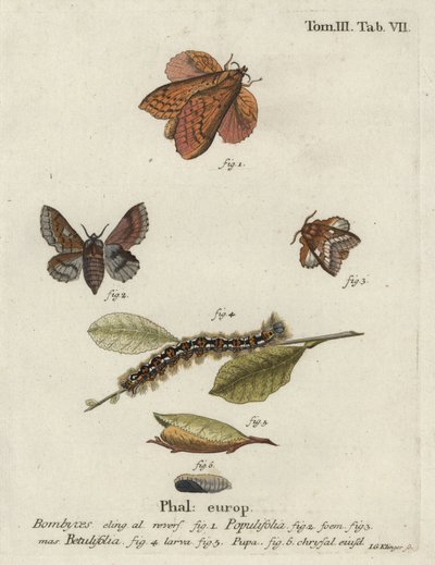 Falena del lappet del pioppo e piccola falena del lappet da Johann Georg Klinger